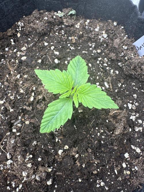 Frosteez Farmz Slurpeez Auto. Week 1