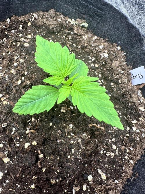 Frosteez Farmz Slurpeez Auto. Week 1