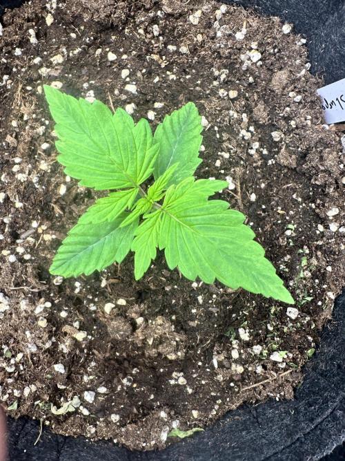 Frosteez Farmz Slurpeez Auto. Week 1