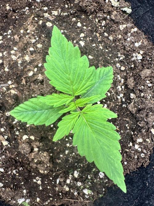 Frosteez Farmz Slurpeez Auto. Week 1