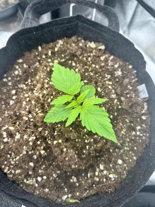 Frosteez Farmz Slurpeez Auto. Week 1