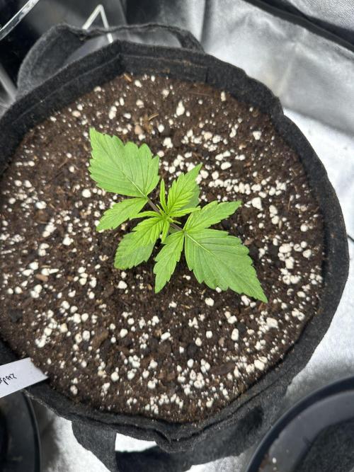 Frosteez Farmz Slurpeez Auto. Week 2