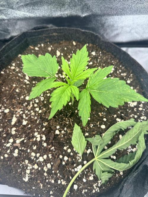 Frosteez Farmz Slurpeez Auto. Week 2