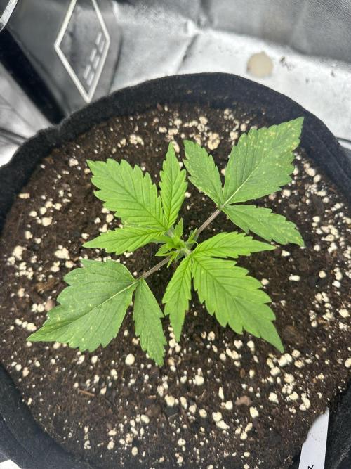 Frosteez Farmz Slurpeez Auto. Week 2