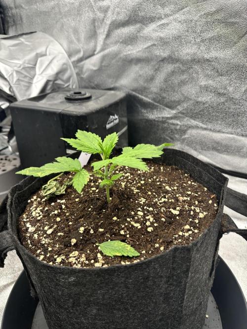 Frosteez Farmz Slurpeez Auto. Week 2