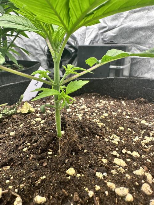 Frosteez Farmz Slurpeez Auto. Week 2