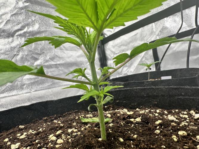 Frosteez Farmz Slurpeez Auto. Week 2