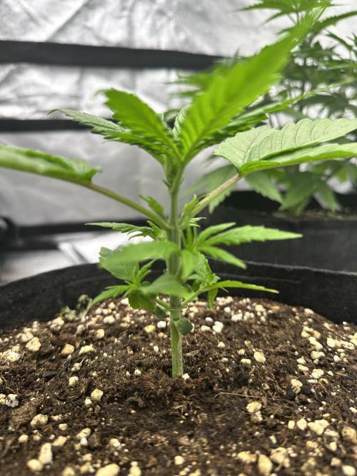 Frosteez Farmz Slurpeez Auto. Week 2