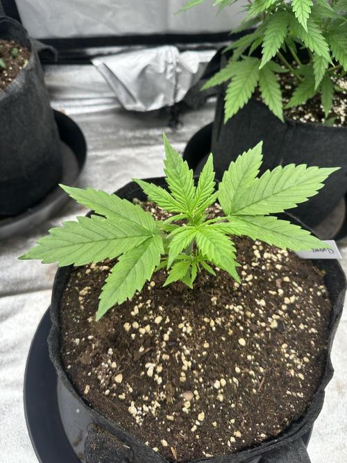 Frosteez Farmz Slurpeez Auto. Week 2