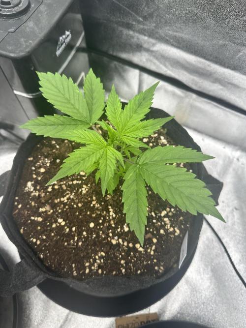 Frosteez Farmz Slurpeez Auto. Week 2