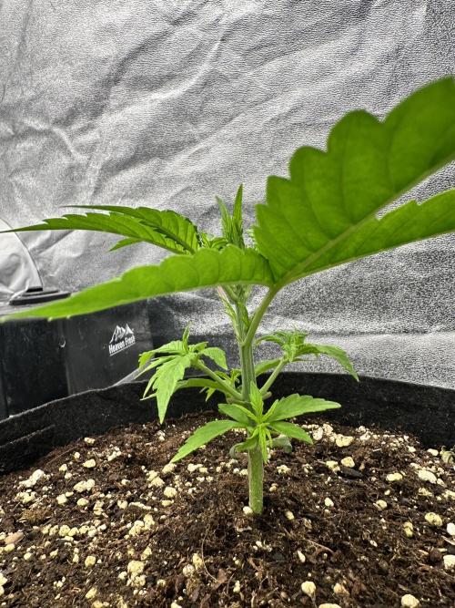 Frosteez Farmz Slurpeez Auto. Week 2