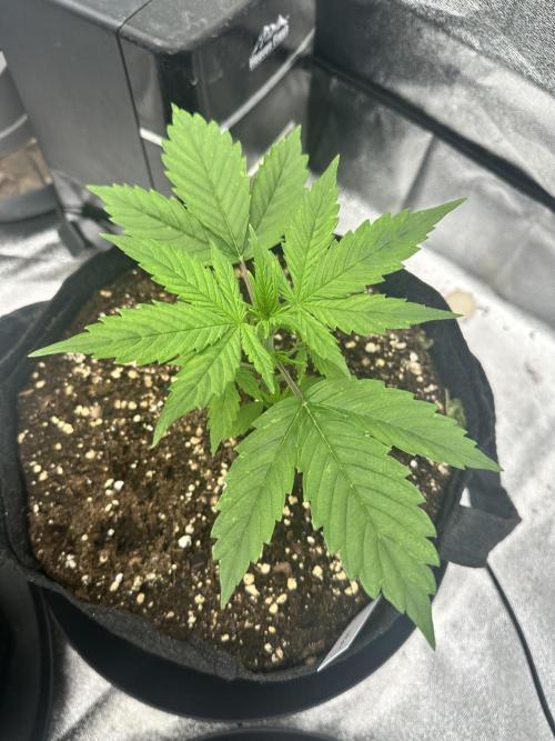 Frosteez Farmz Slurpeez Auto. Week 2