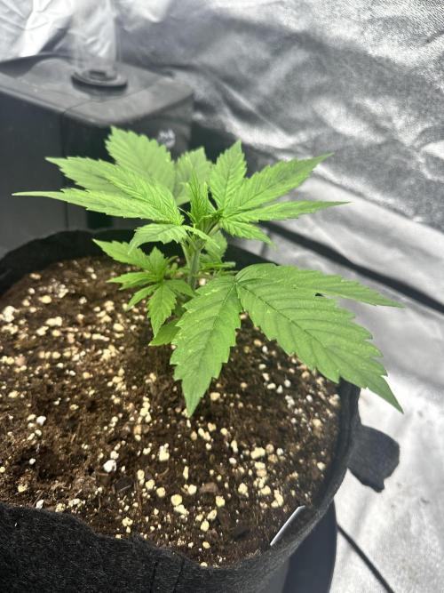 Frosteez Farmz Slurpeez Auto. Week 2