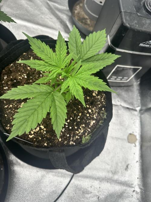 Frosteez Farmz Slurpeez Auto. Week 2