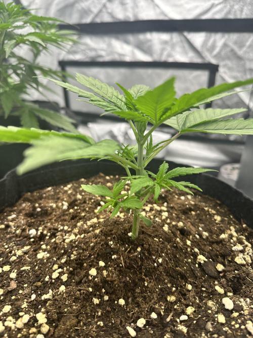 Frosteez Farmz Slurpeez Auto. Week 2