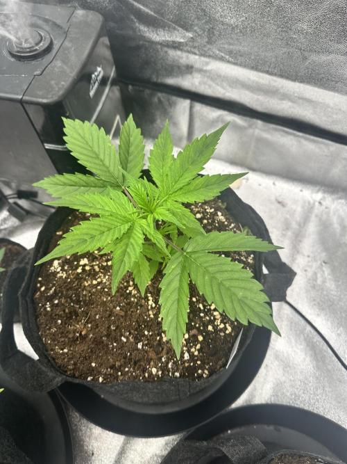 Frosteez Farmz Slurpeez Auto. Week 2