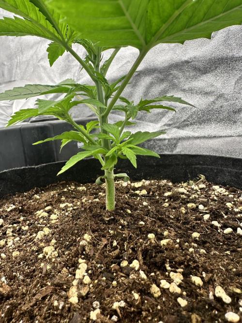 Frosteez Farmz Slurpeez Auto. Week 2