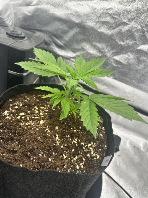 Frosteez Farmz Slurpeez Auto. Week 2