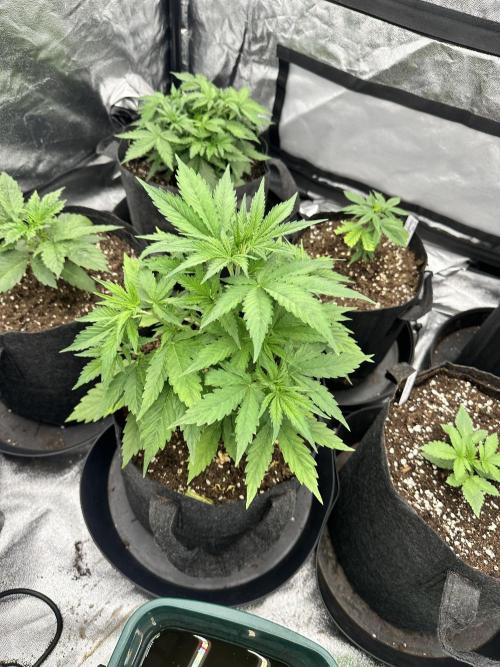 Frosteez Farmz Slurpeez Auto. Week 3