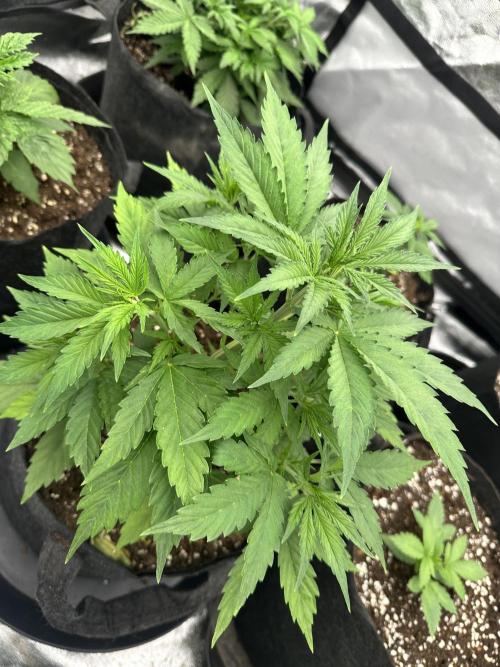 Frosteez Farmz Slurpeez Auto. Week 3