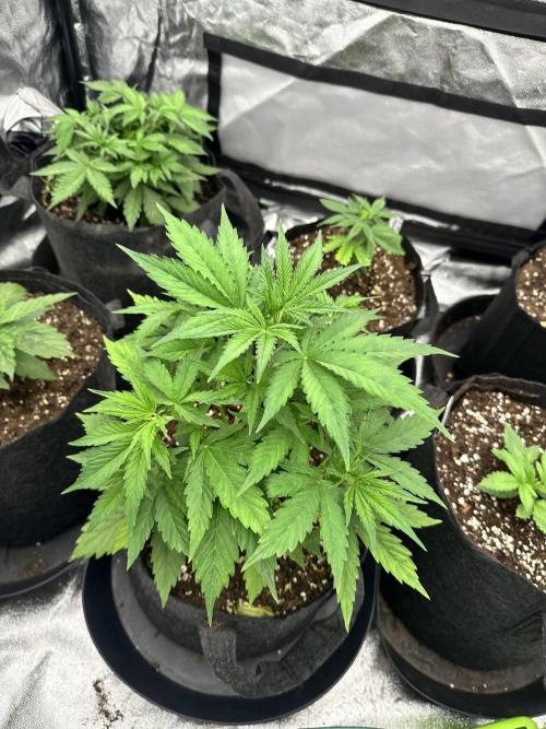 Frosteez Farmz Slurpeez Auto. Week 3