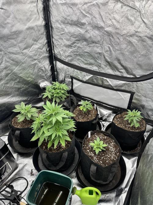 Frosteez Farmz Slurpeez Auto. Week 3