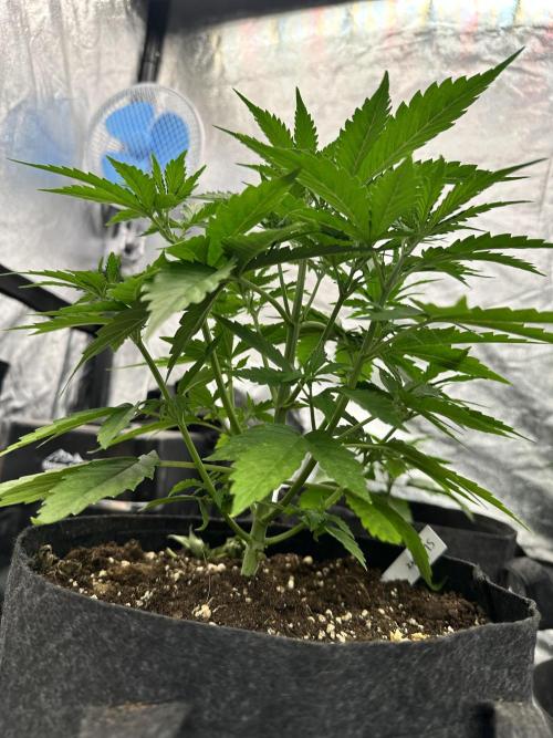 Frosteez Farmz Slurpeez Auto. Week 3