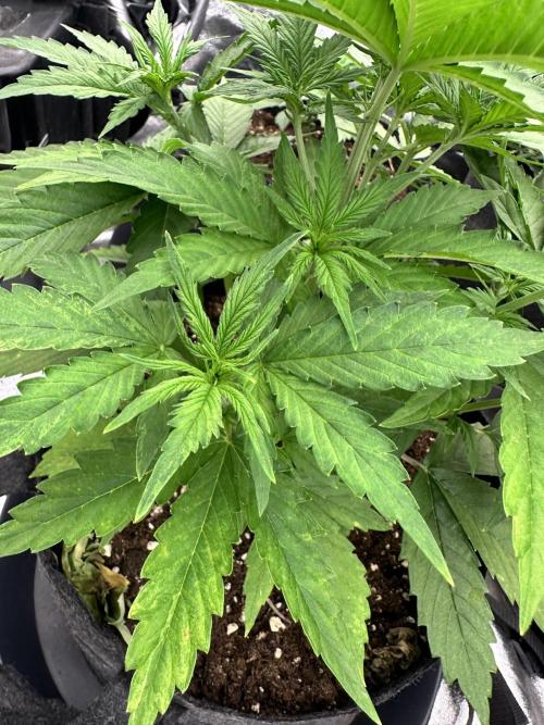 Frosteez Farmz Slurpeez Auto. Week 3