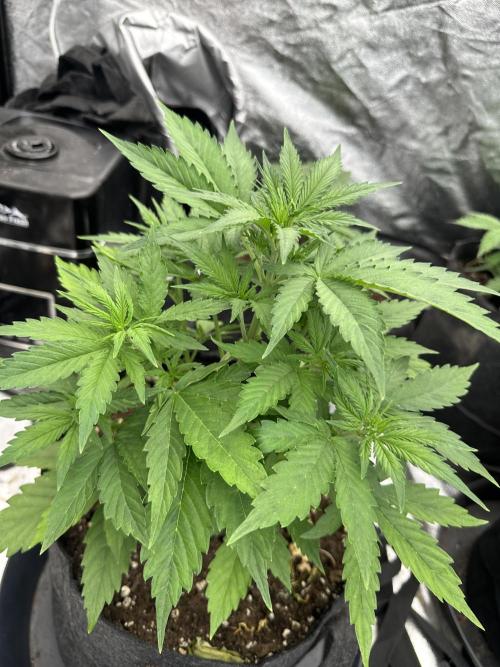 Frosteez Farmz Slurpeez Auto. Week 3