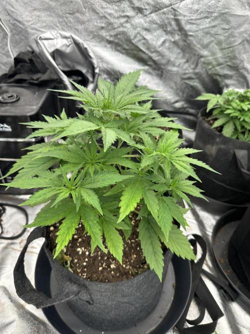 Frosteez Farmz Slurpeez Auto. Week 3