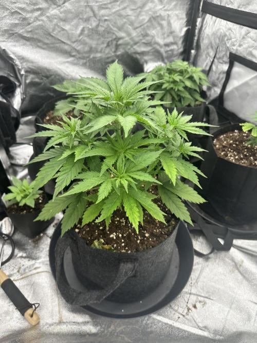 Frosteez Farmz Slurpeez Auto. Week 3