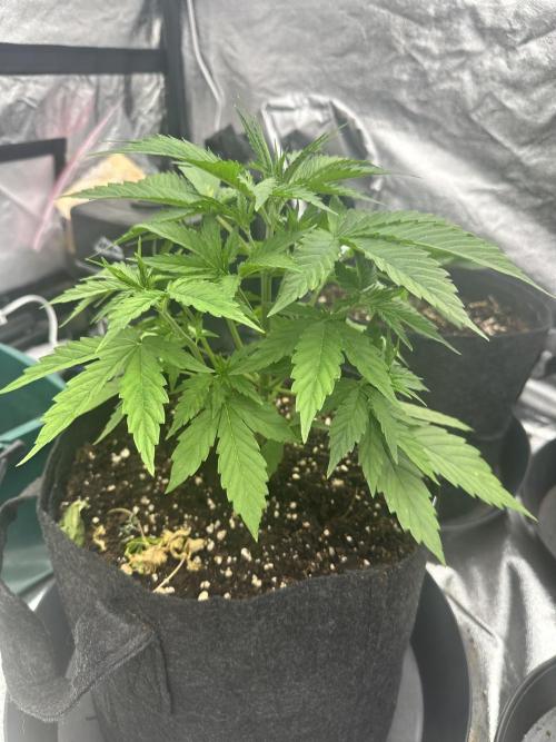 Frosteez Farmz Slurpeez Auto. Week 3