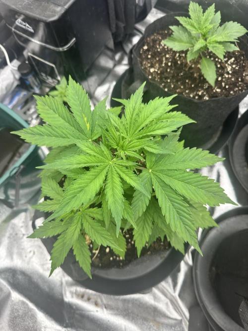 Frosteez Farmz Slurpeez Auto. Week 3