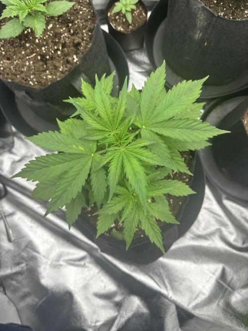 Frosteez Farmz Slurpeez Auto. Week 3