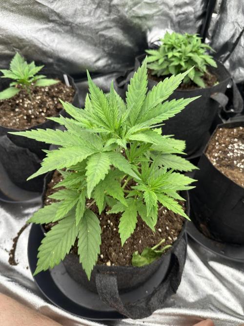 Frosteez Farmz Slurpeez Auto. Week 3