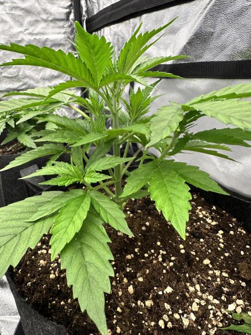 Frosteez Farmz Slurpeez Auto. Week 3