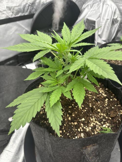 Frosteez Farmz Slurpeez Auto. Week 3