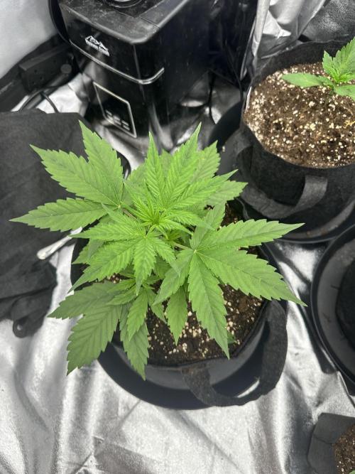 Frosteez Farmz Slurpeez Auto. Week 3