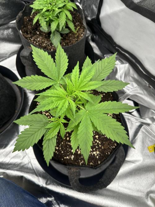 Frosteez Farmz Slurpeez Auto. Week 3