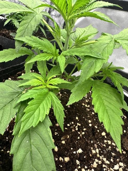 Frosteez Farmz Slurpeez Auto. Week 3