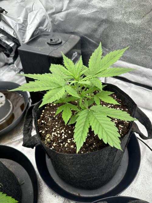 Frosteez Farmz Slurpeez Auto. Week 3