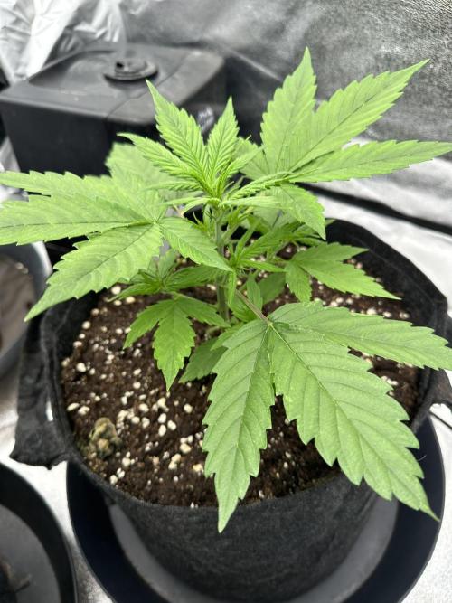 Frosteez Farmz Slurpeez Auto. Week 3