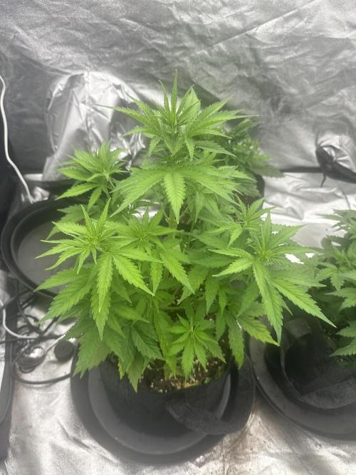 Frosteez Farmz Slurpeez Auto. Week 4