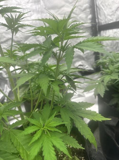 Frosteez Farmz Slurpeez Auto. Week 4