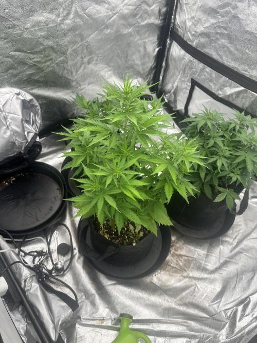 Frosteez Farmz Slurpeez Auto. Week 4