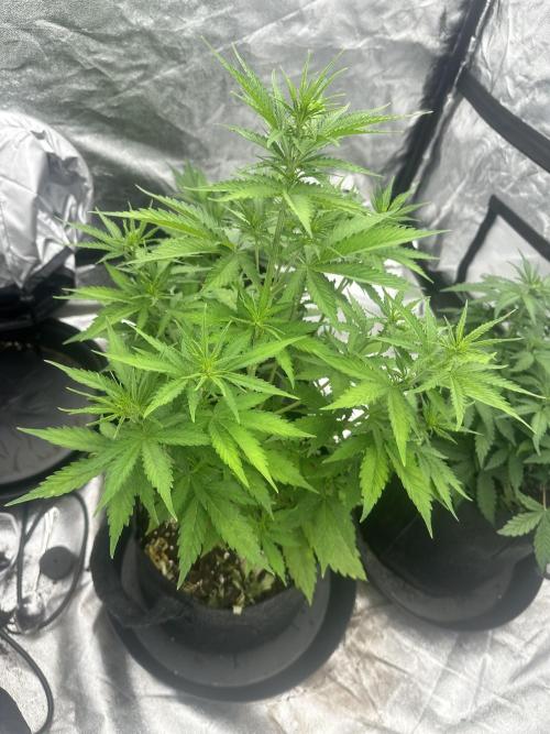 Frosteez Farmz Slurpeez Auto. Week 4