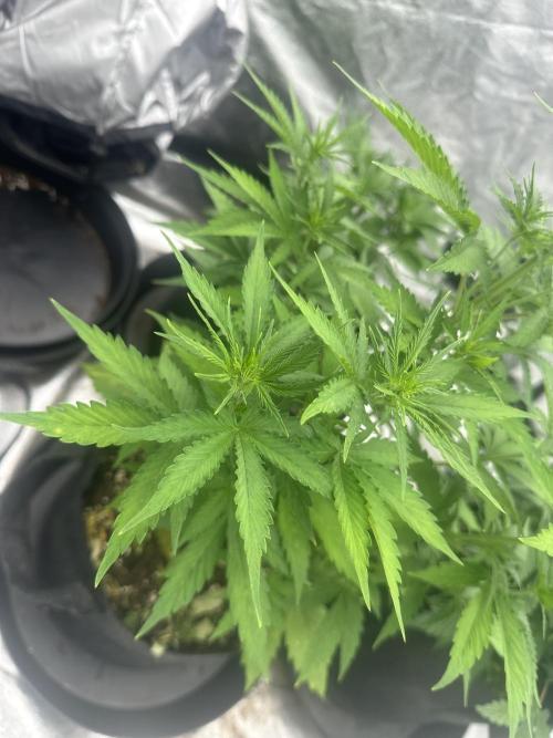 Frosteez Farmz Slurpeez Auto. Week 4