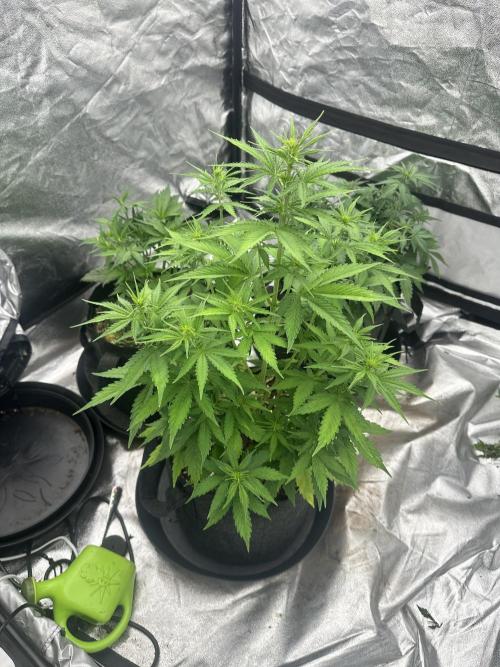 Frosteez Farmz Slurpeez Auto. Week 4