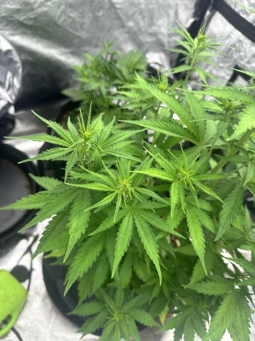 Frosteez Farmz Slurpeez Auto. Week 4
