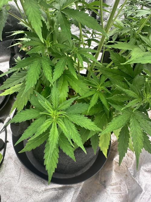Frosteez Farmz Slurpeez Auto. Week 4